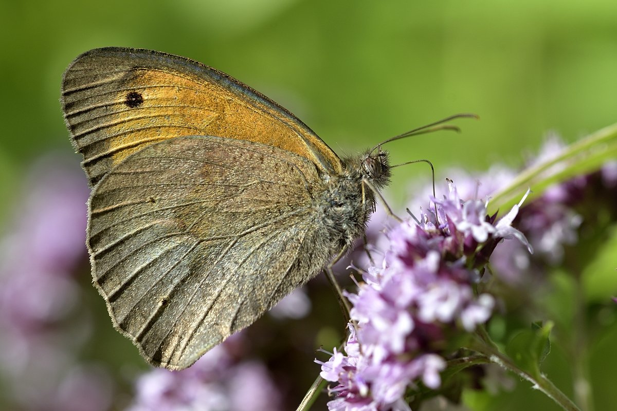 бабочка butterfly, Jaroslav Mego