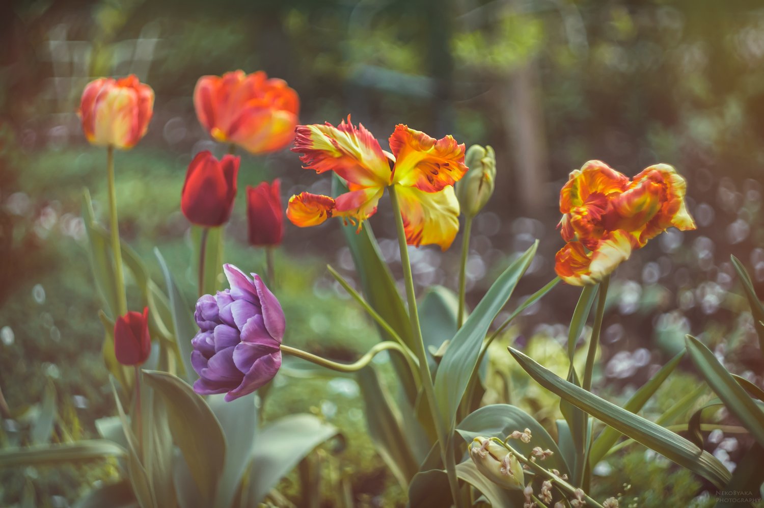природа, цветы, тюльпаны, боке, гелиос, nature, flowers, tulips, bokeh, helios,, Тараненко Анжелика