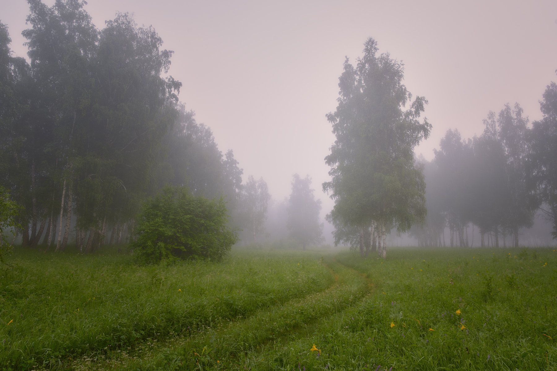 утро,туман,перелесок, высокая трава,березы, пейзаж для души, Сергей