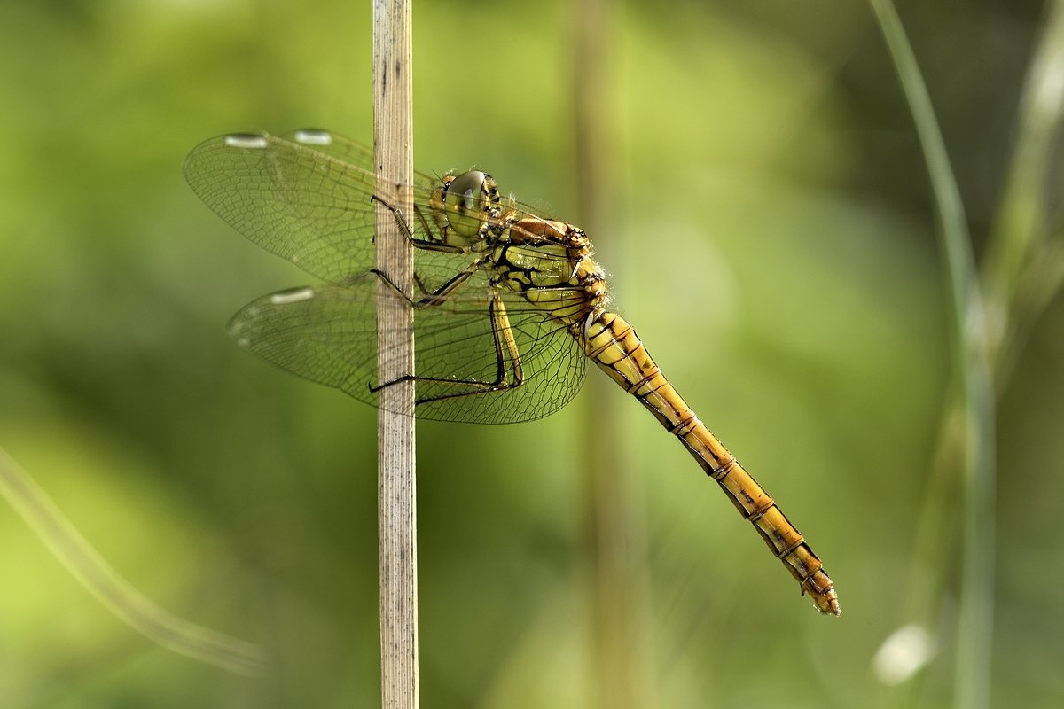 стрекоза dragonfly damselfly, Jaroslav Mego