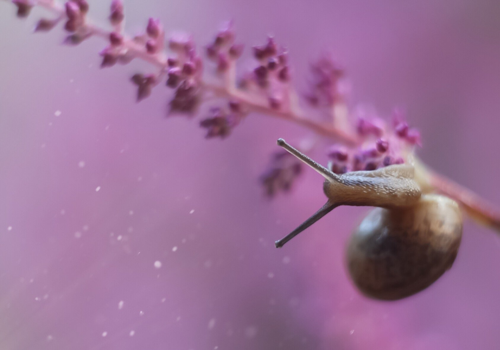 Улитка, snail, flowers, цветы, макро, макросъемка, macro, macrophoto, photos, розовый, pink, wildlife, fauna, Людмила Гудина