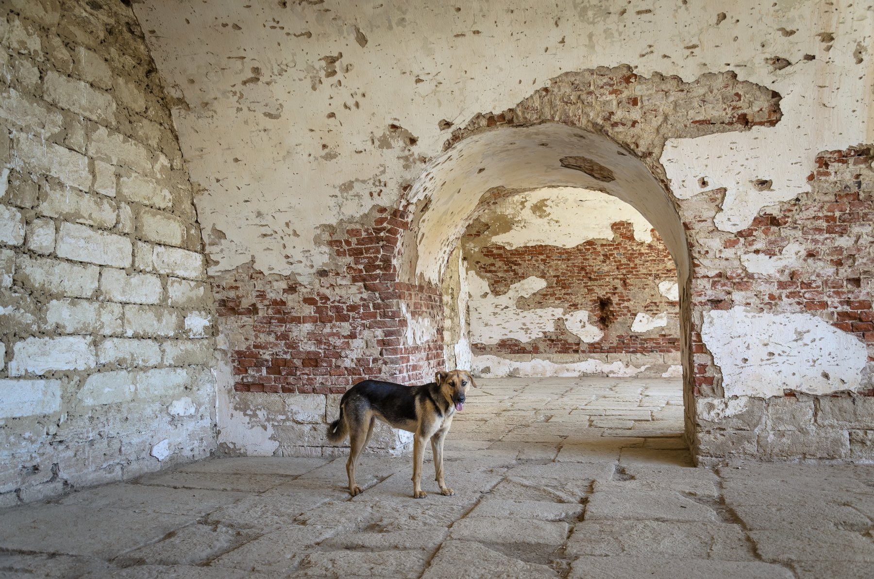 тоннель, собака, крепость керчь, Анатолий Щербак