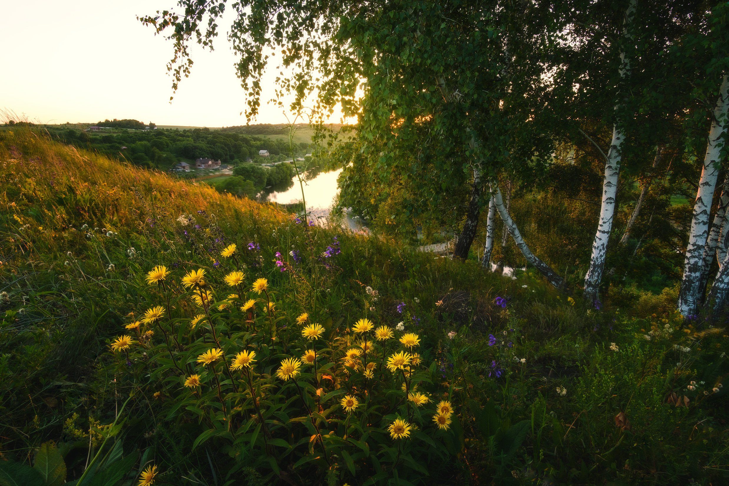 россия, тульская область, красивая меча, пейзаж, природа, река, берег, закат, цветы, лето, Оборотов Алексей