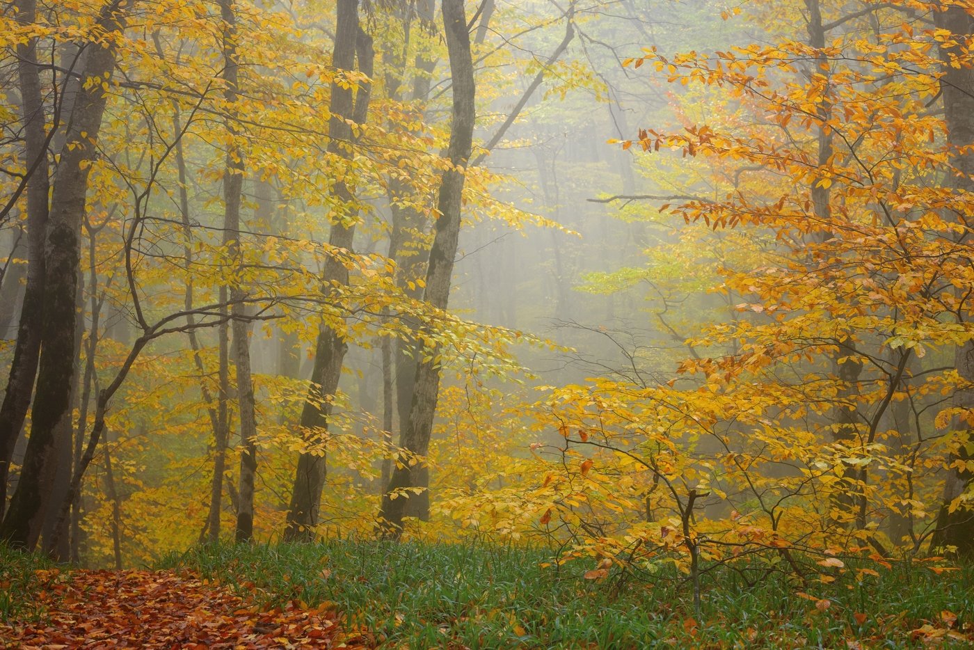 осень рассвет лес листва туман, Александр Жарников