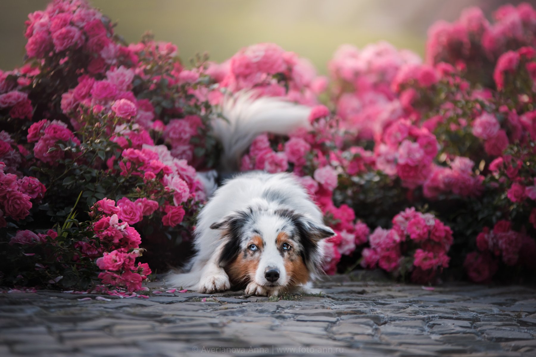 собака, цветы, природа, Анна Аверьянова