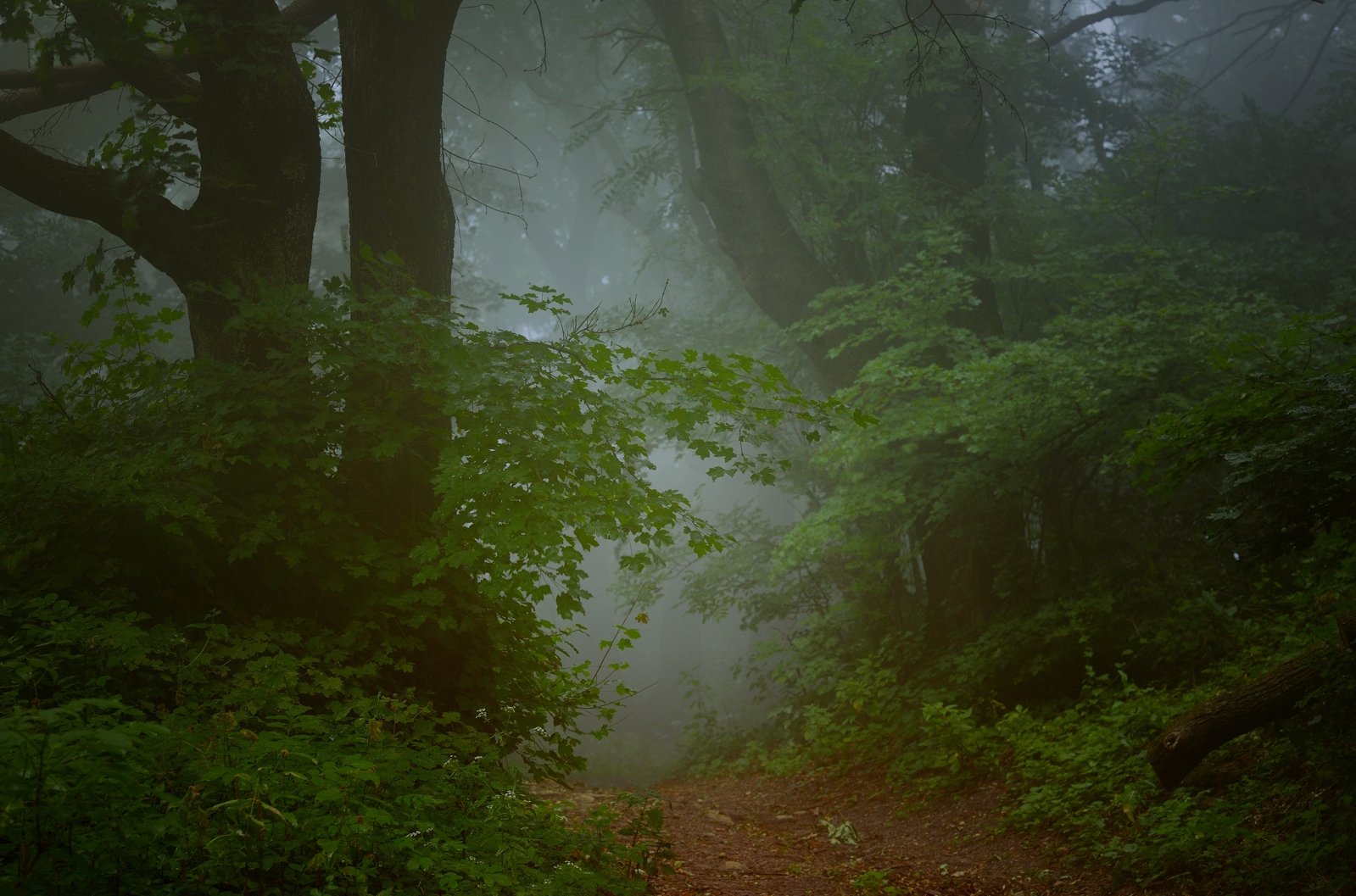 лес туман утро лето тропа, Александр Жарников