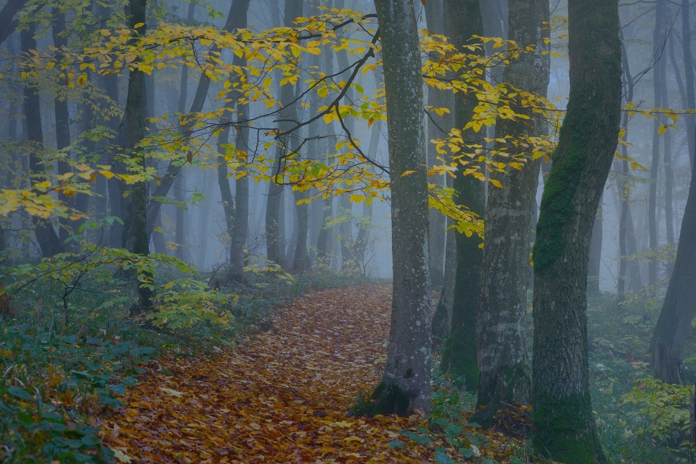 осень рассвет лес листва туман, Александр Жарников