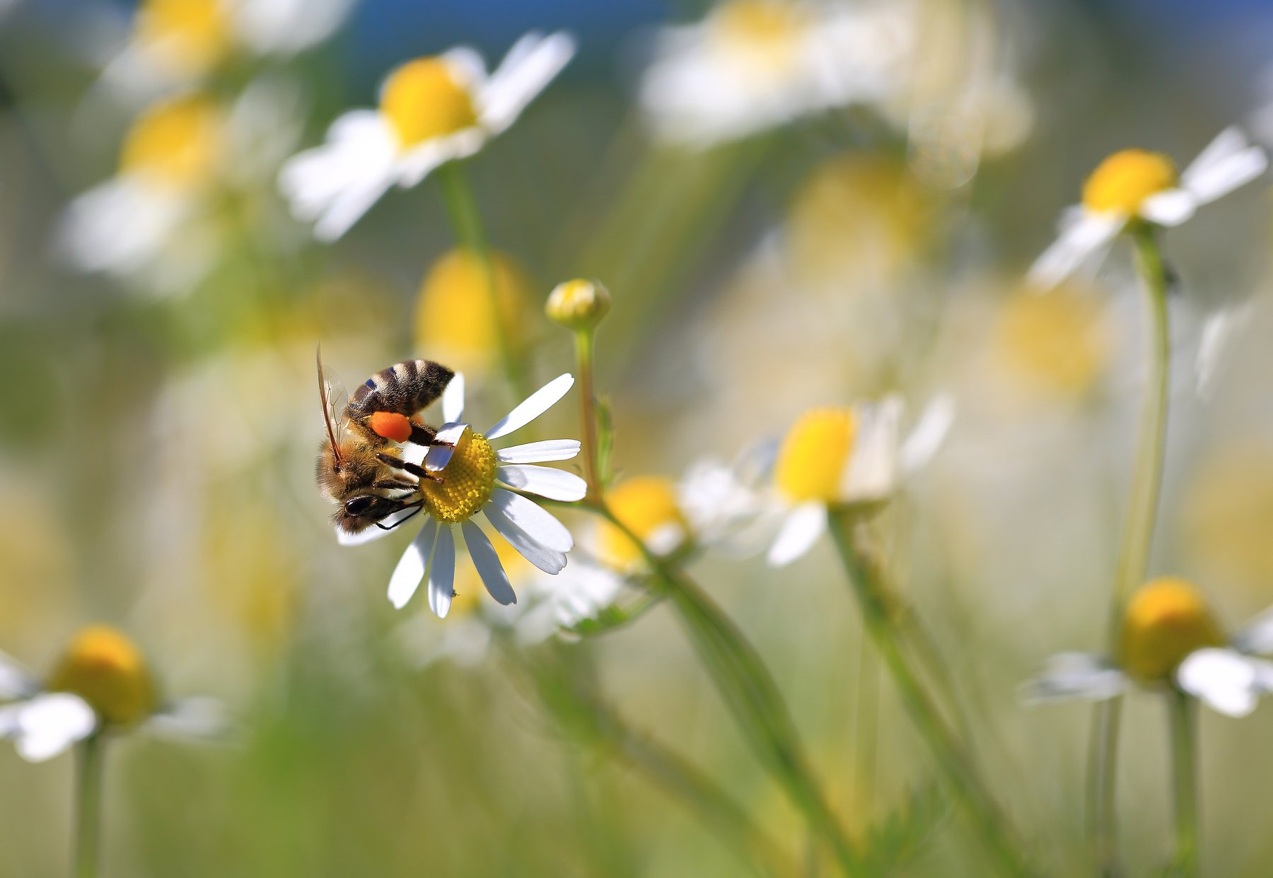 Пчела,лето,солнце,пчела,цветы,поле,, Виктор Шнайдер