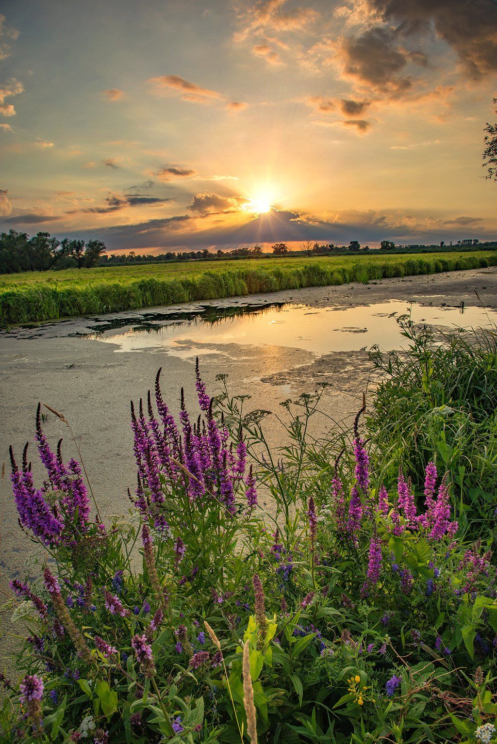 sunset national unteres odertal mirror lake river water sun sunlight flowers, Radoslaw Dranikowski