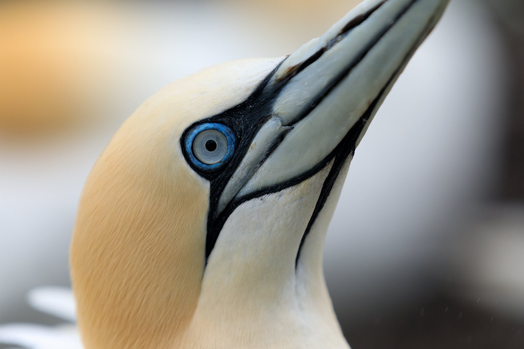 seabird, close up,north sea, beak, Scotland, Ольга Тарасюк