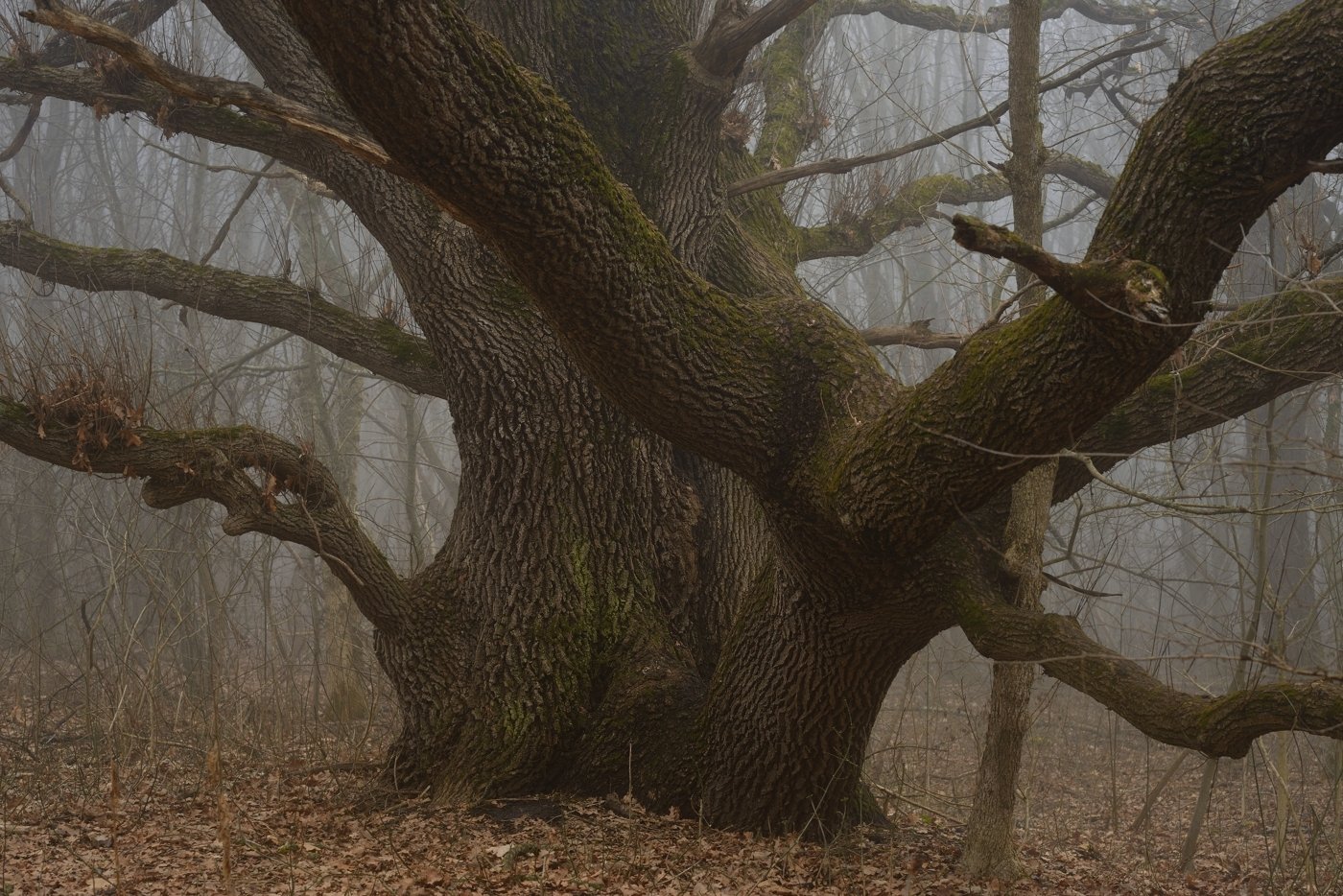 зима лес туман дуб, Александр Жарников