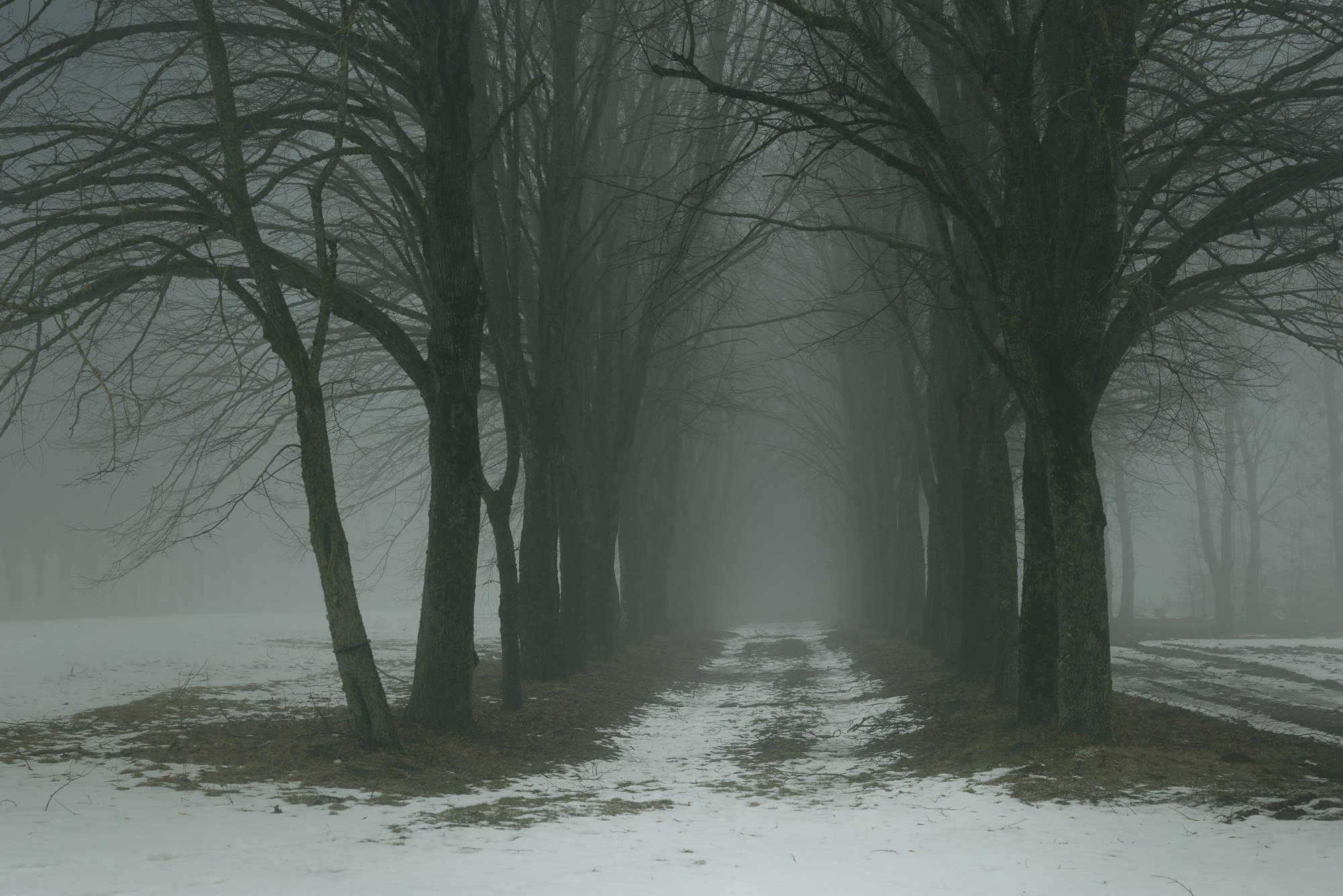 зима утро туман аллея, Александр Жарников