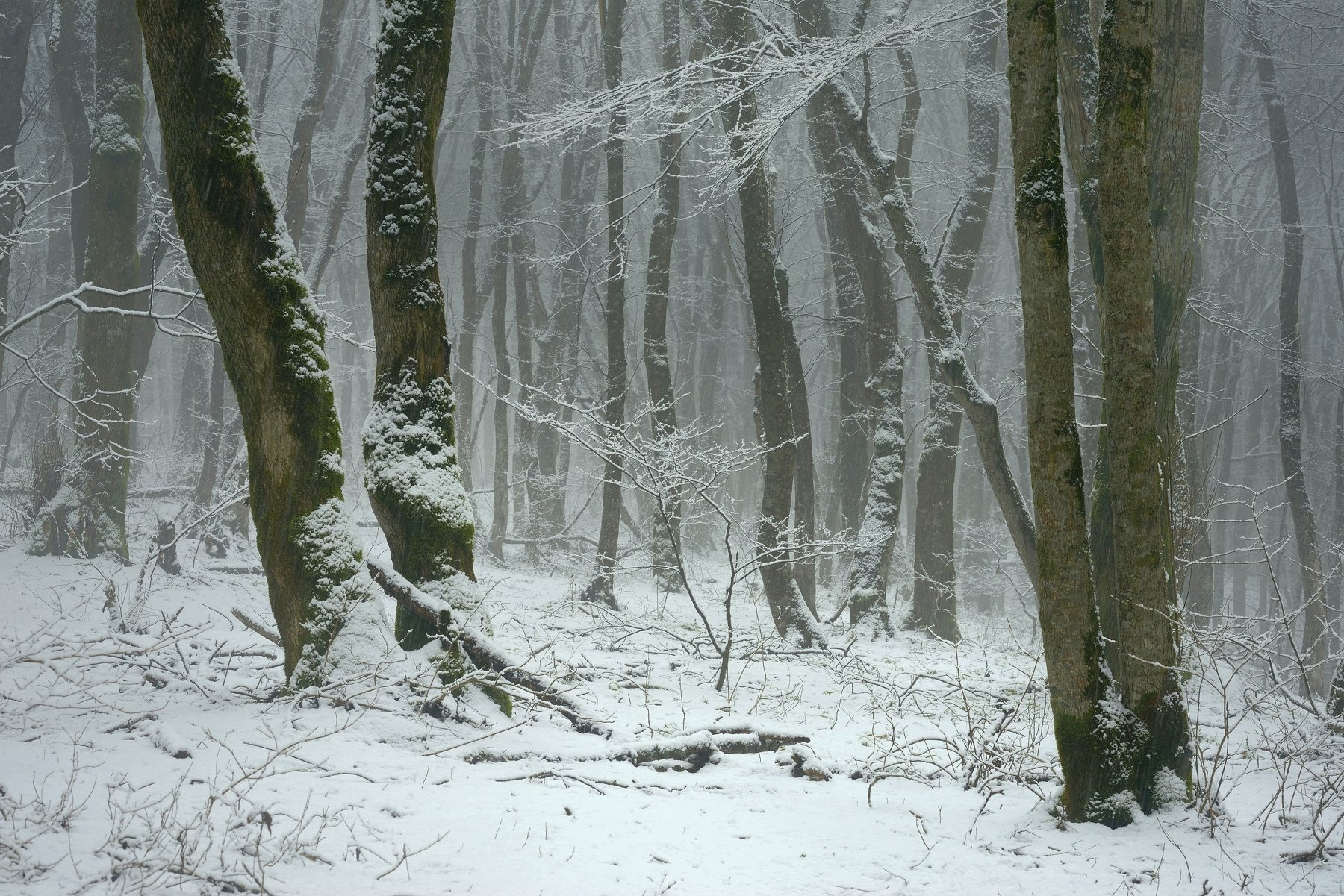 зима лес туман, Александр Жарников