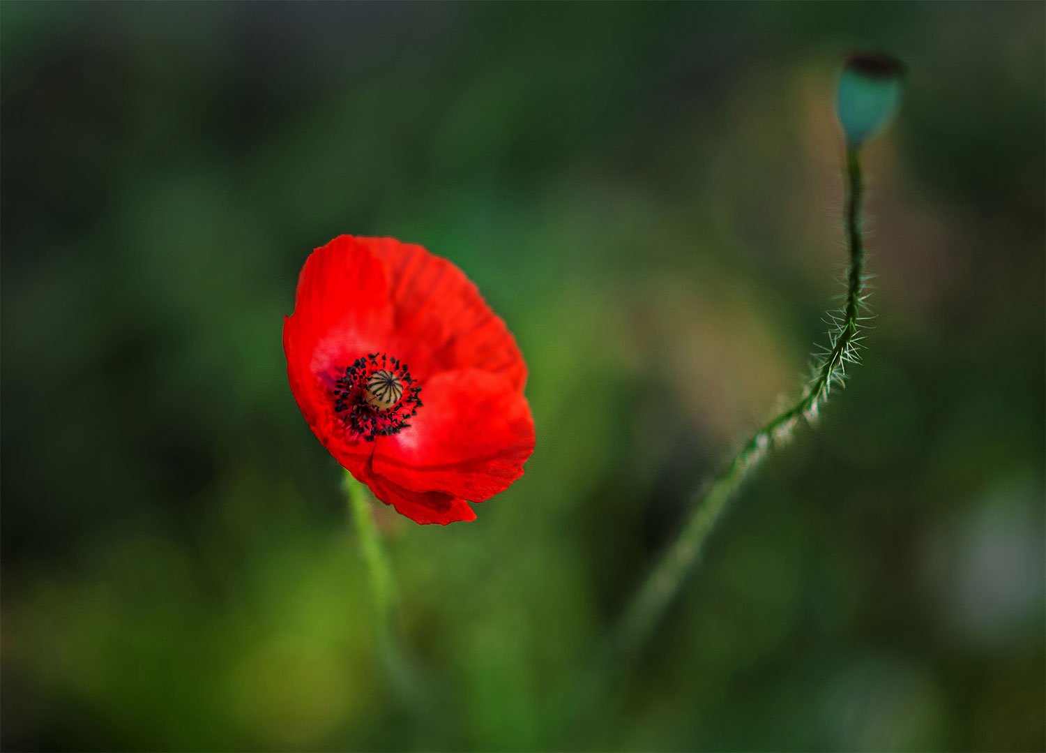 poppy,red,green,blossom, Daiva Cirtautė