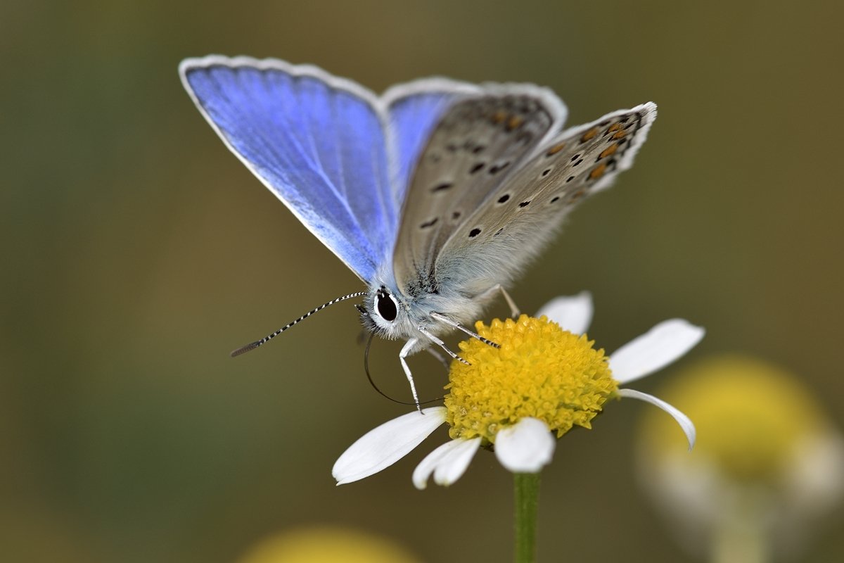 бабочка butterfly, Jaroslav Mego