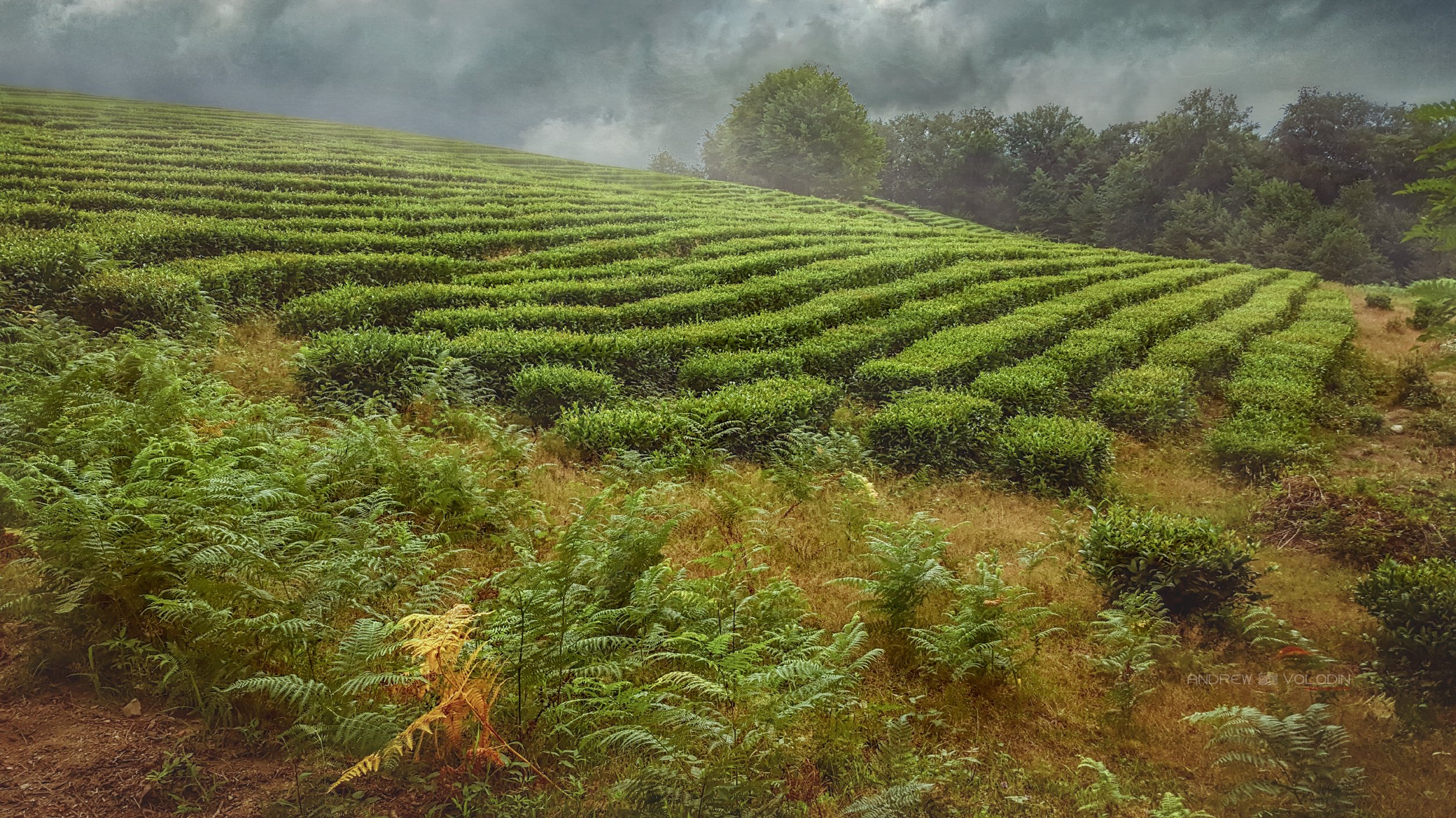 чай пейзаж гроза тучи зелень трава лес туман гроза природа, Андрей Володин