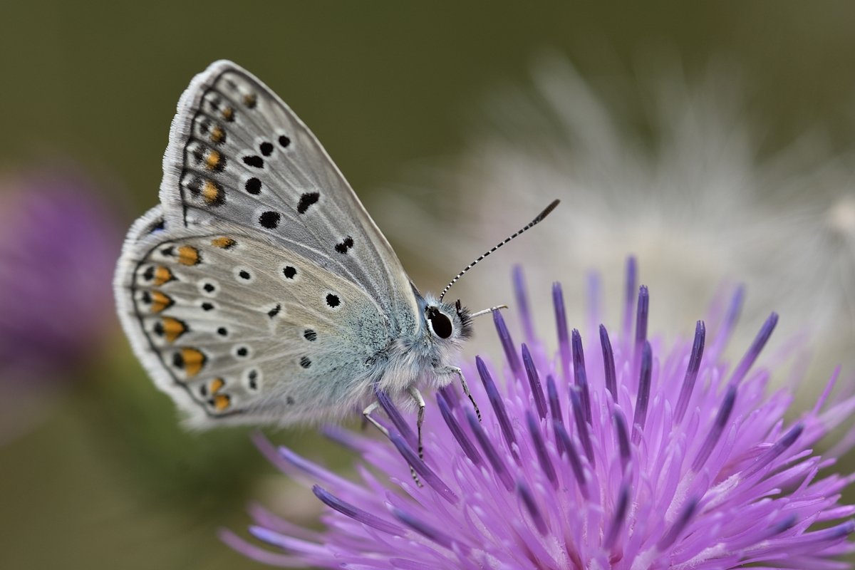 бабочка butterfly, Jaroslav Mego