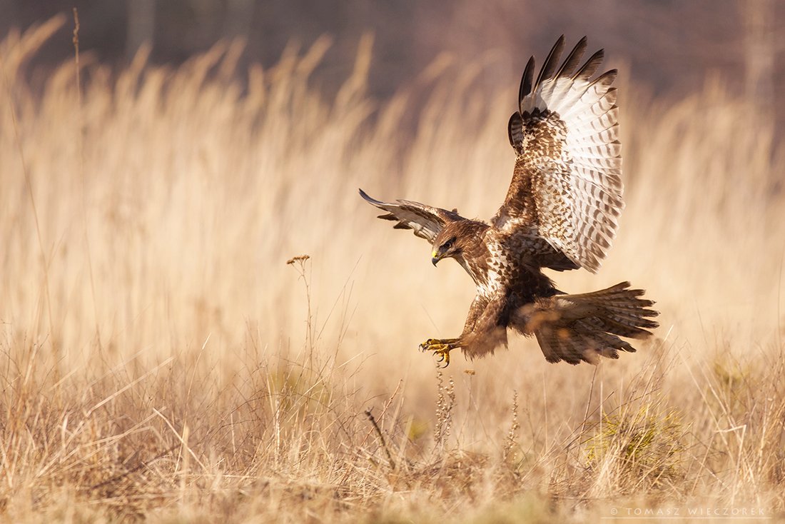 buzzard, wildlife, poland, hide, attack, bird, fields, motion, buteo, Tomasz Wieczorek