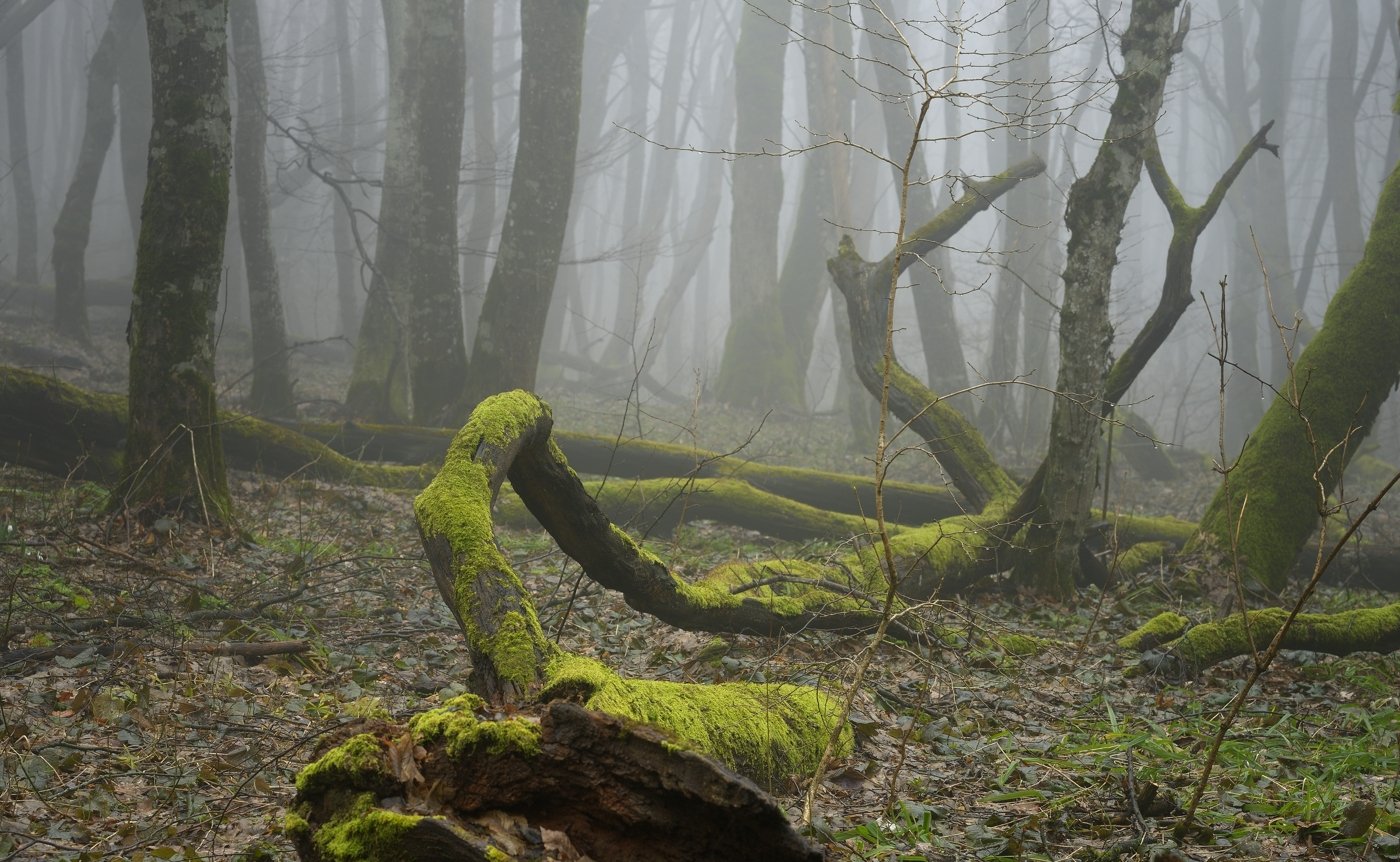 весна лес туман утро, Александр Жарников