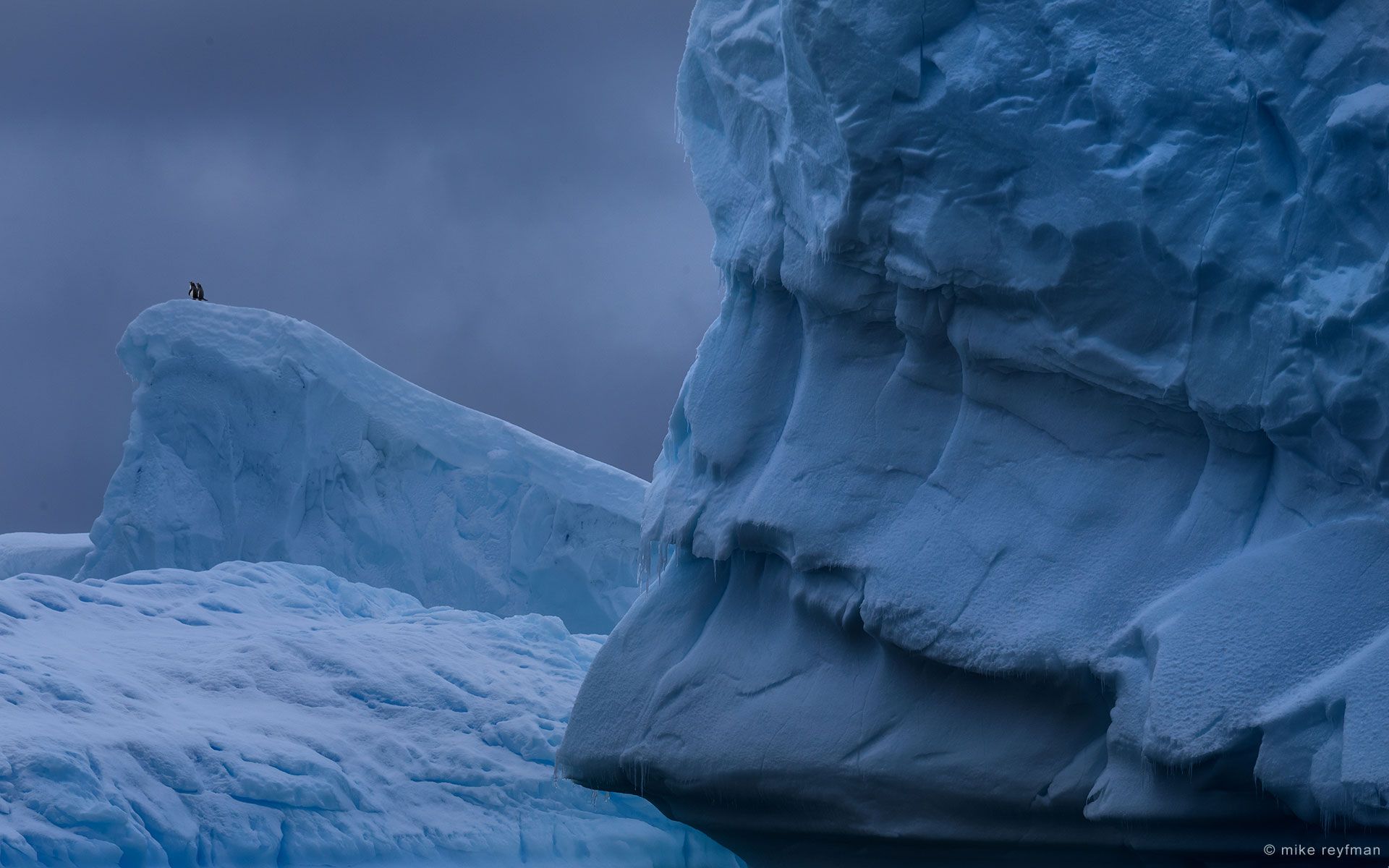 antarctic, penguin, ice, iceberg, gentoo, Майк Рейфман