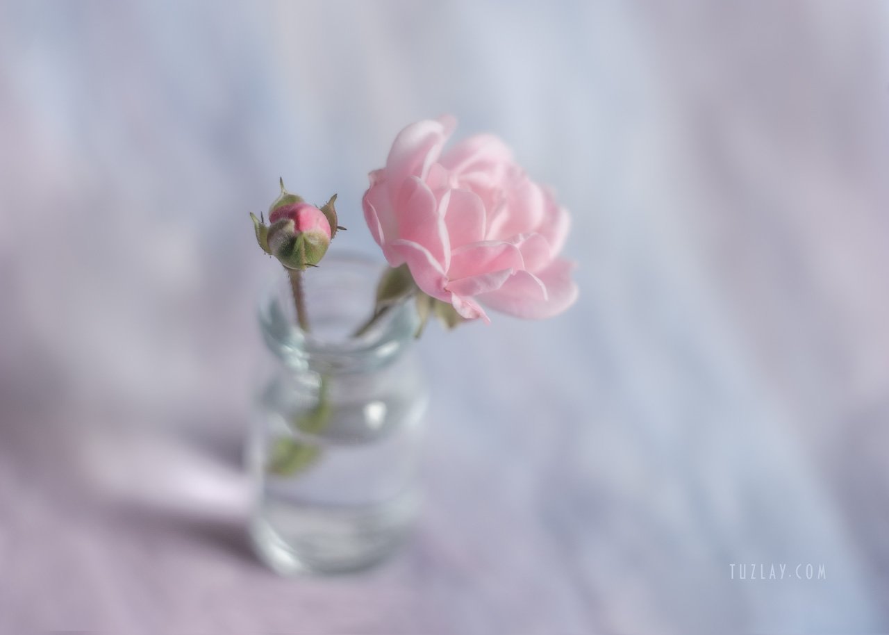 розы, маленькие розы, миниатюрные розы, кустовые розы, софт фокус, лето во флаконе, боке, гелиос 44, Владимир Тузлай
