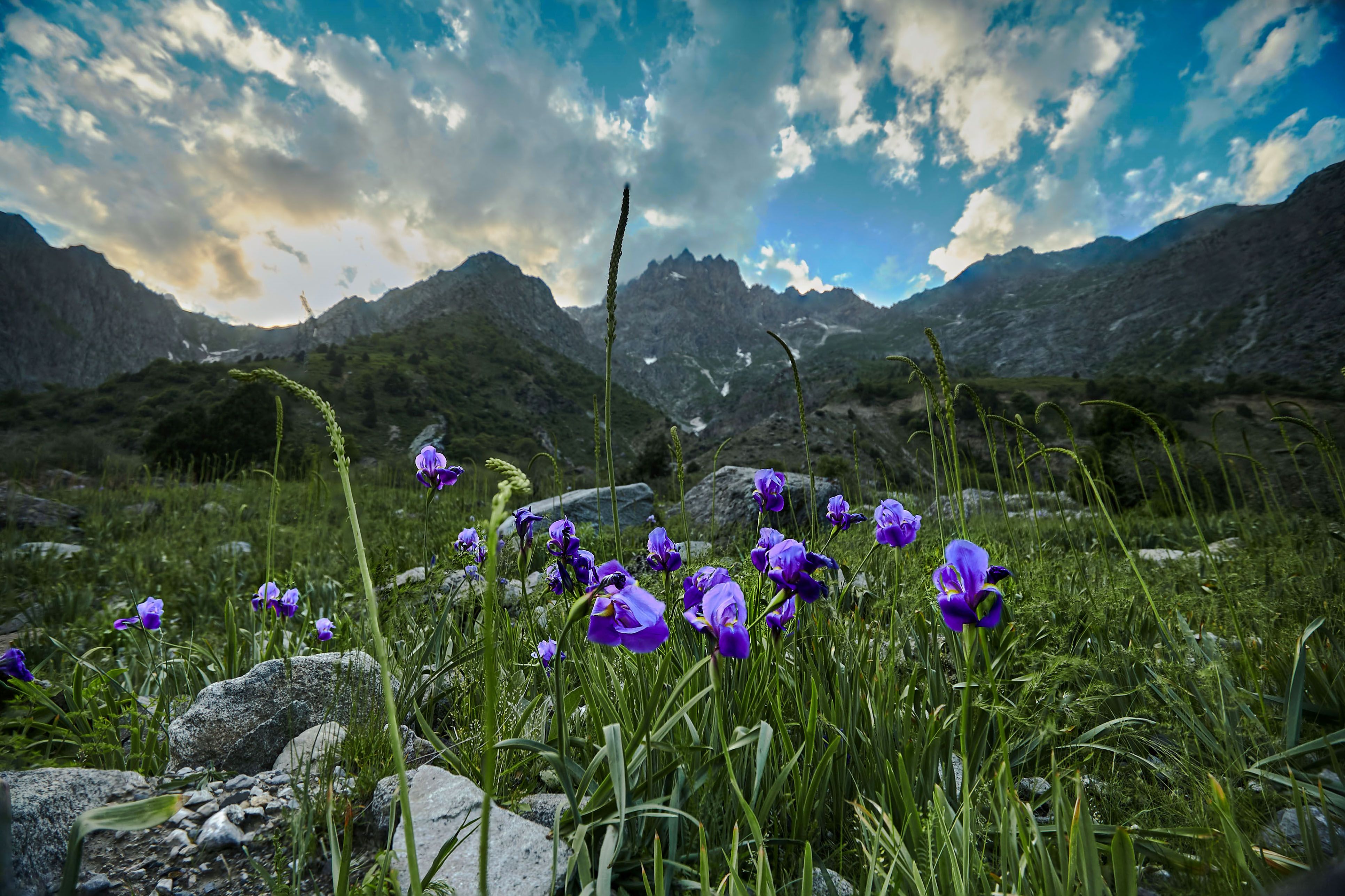 Таджикские цветы. Горные тюльпаны Тянь Шаня. Тюльпан в горах Тянь-Шань. Альпийские Луга Тянь Шаня. Рябчик тюльпан Альпийские Луга.