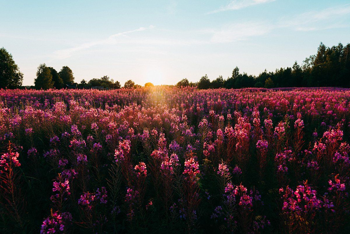 цветы,цветок,пейзаж,деревня,закат,солнце,деревья,природа,поле,луг,, Иван Клейн