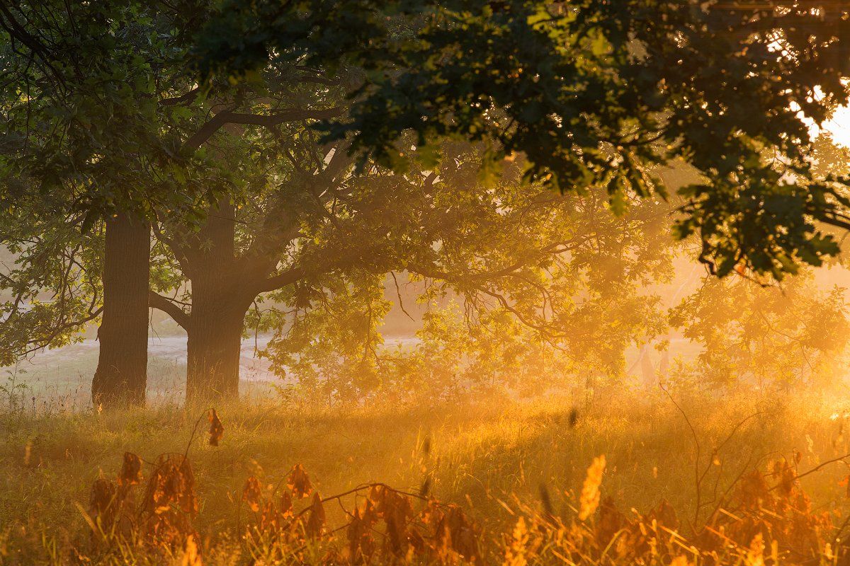 природа утро лето лес туман, Михаил Корнилов