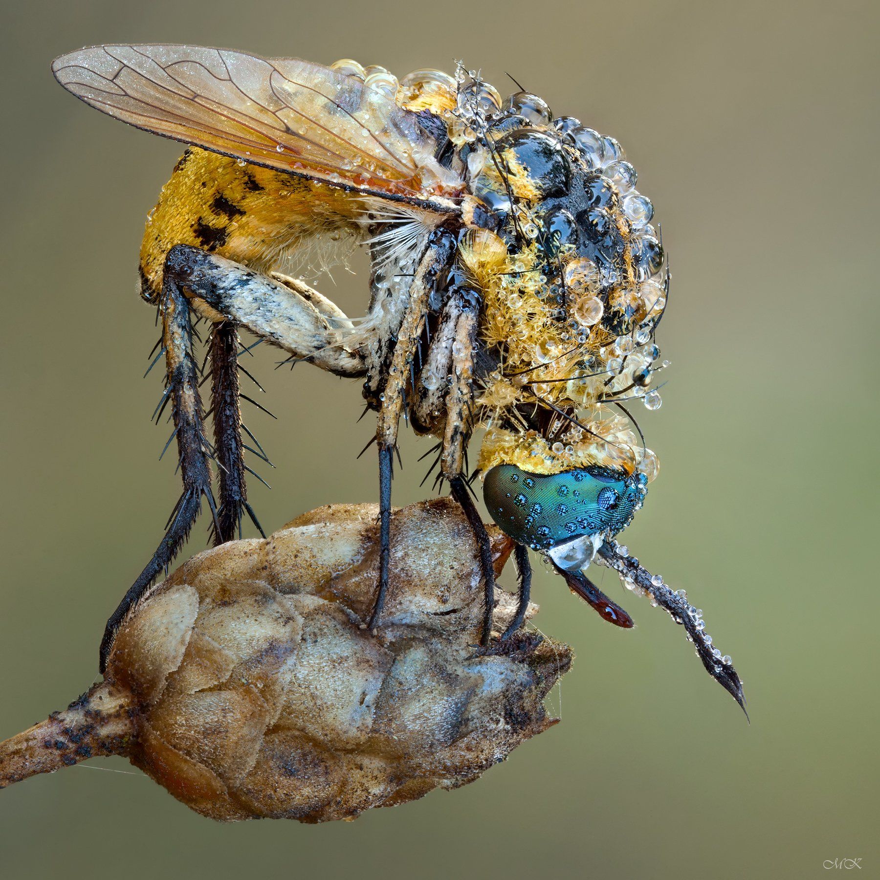 bombyliidae, bee fly, toxophora fasciculata, Miron Karlinsky