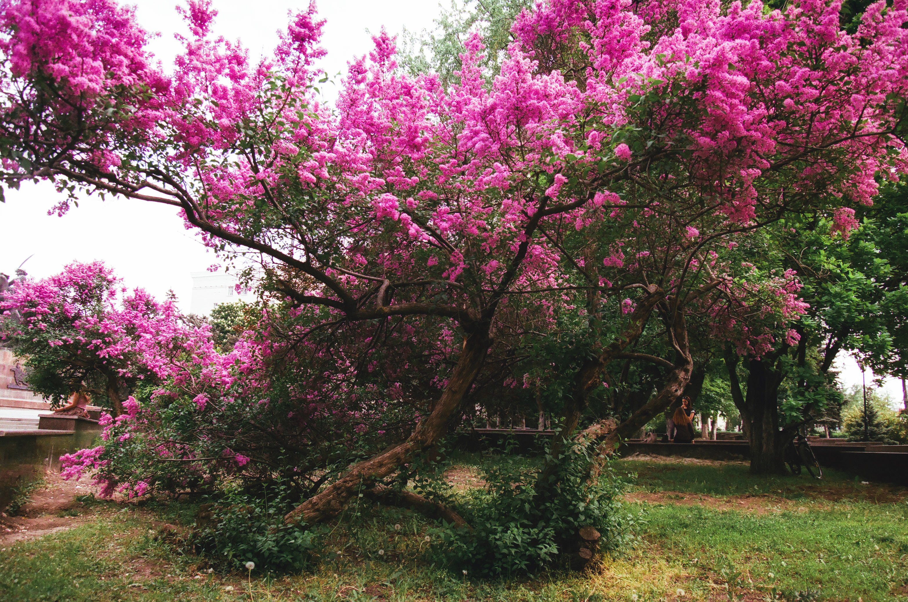 #tree #spring #tsertsis #rostov  #35film #filmphoto #fujicolor дерево весна дерево иуды ростов, Егор Бугримов