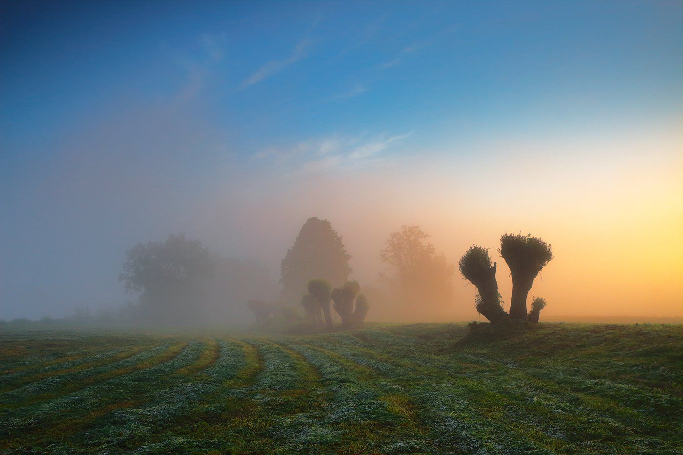 forest, garden, fog, trees, morning, mood, sunrise, Jacek Lisiewicz