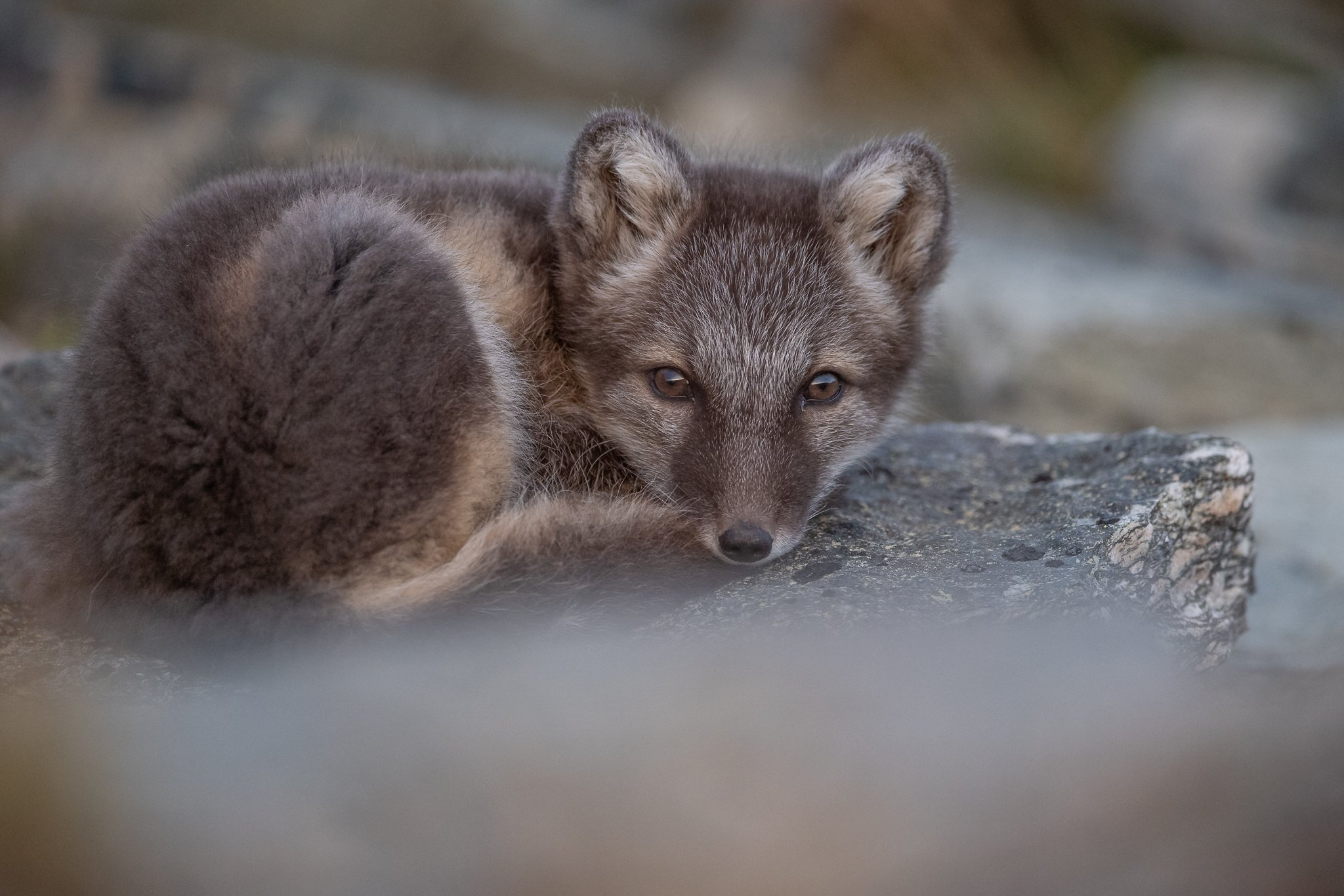 arctic fox, animal, fox, Arnfinn Malmedal