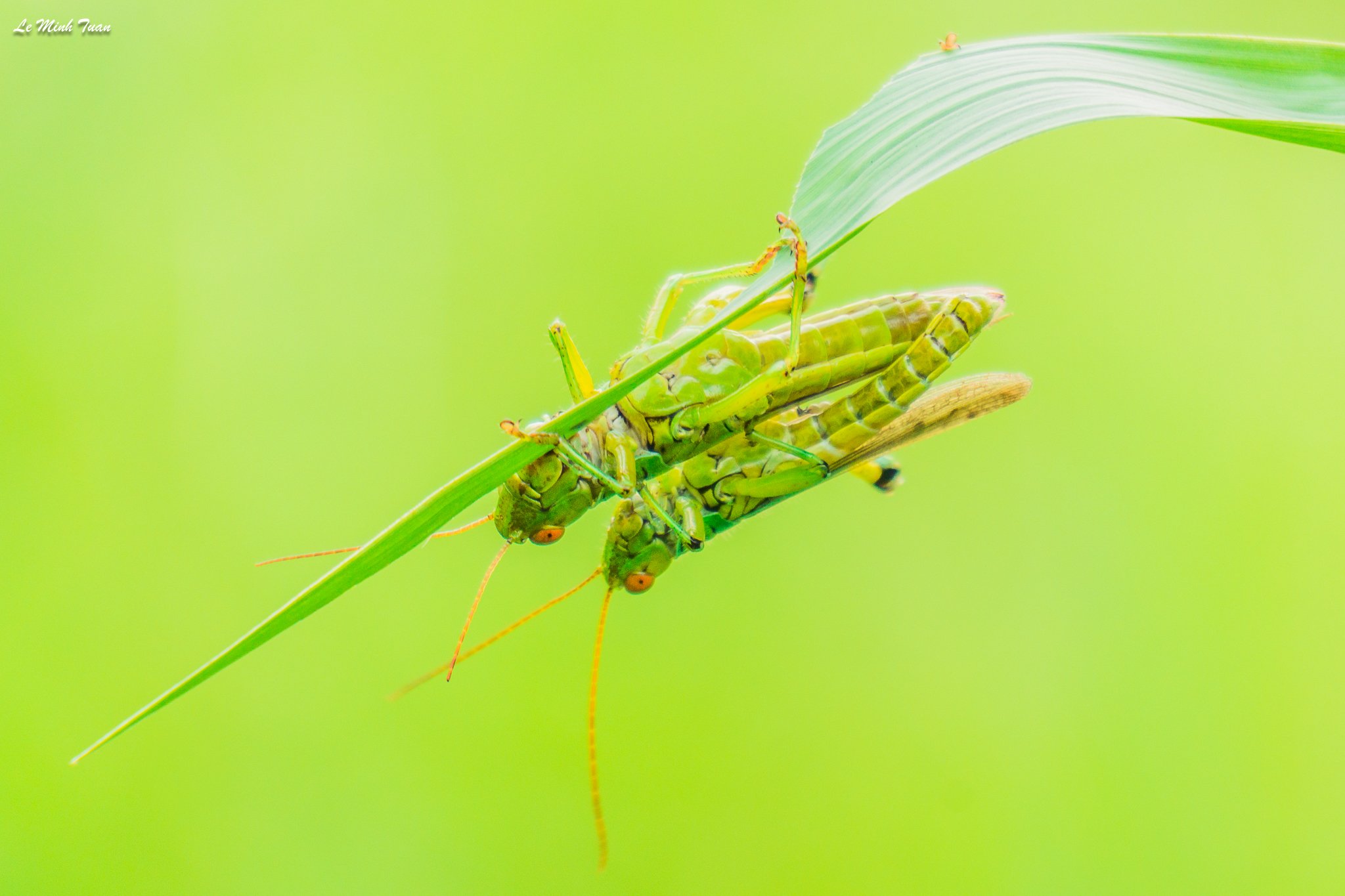 grasshoper, Lê Minh Tuấn