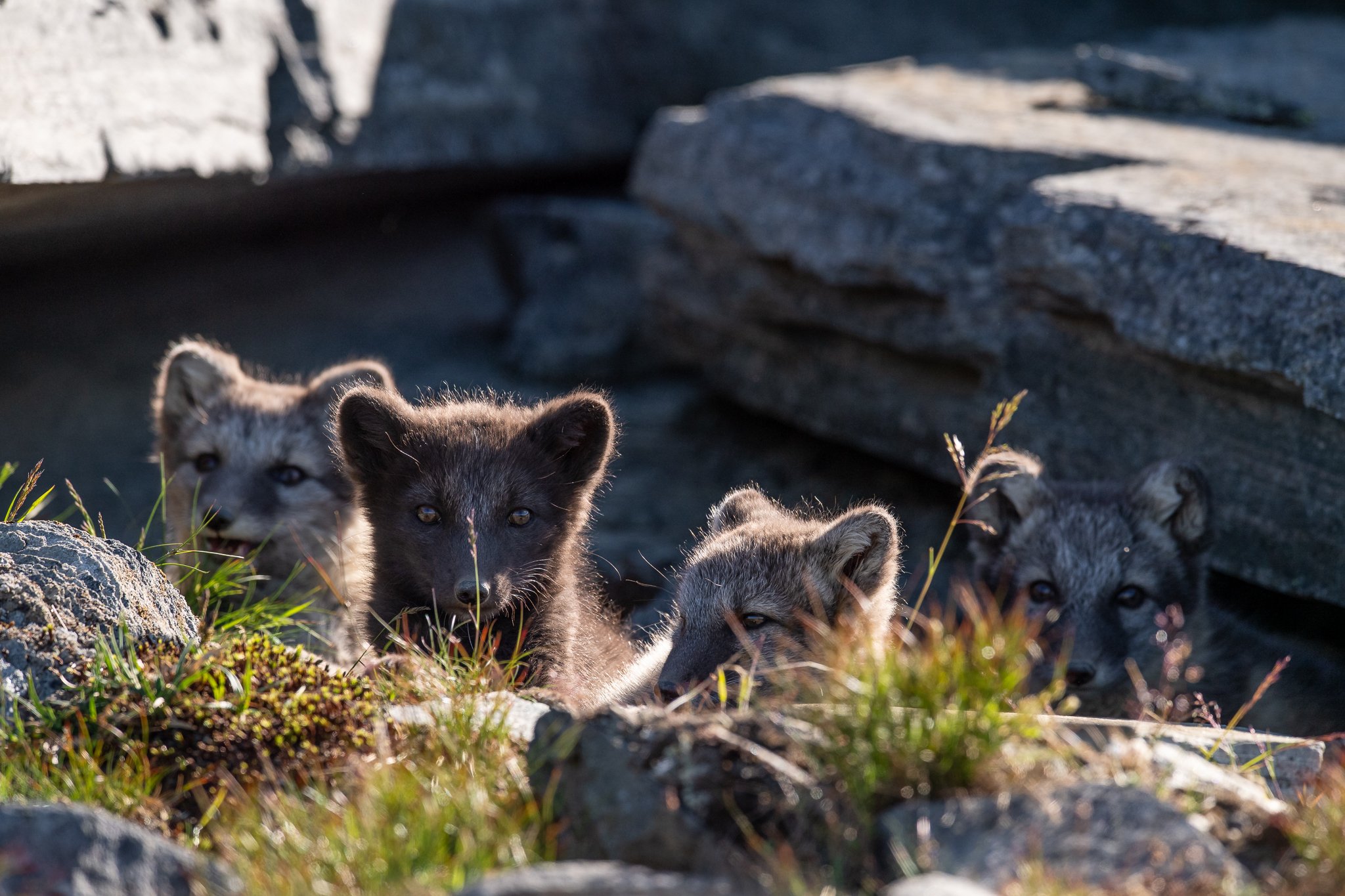 arctic fox, fox, animal, Arnfinn Malmedal