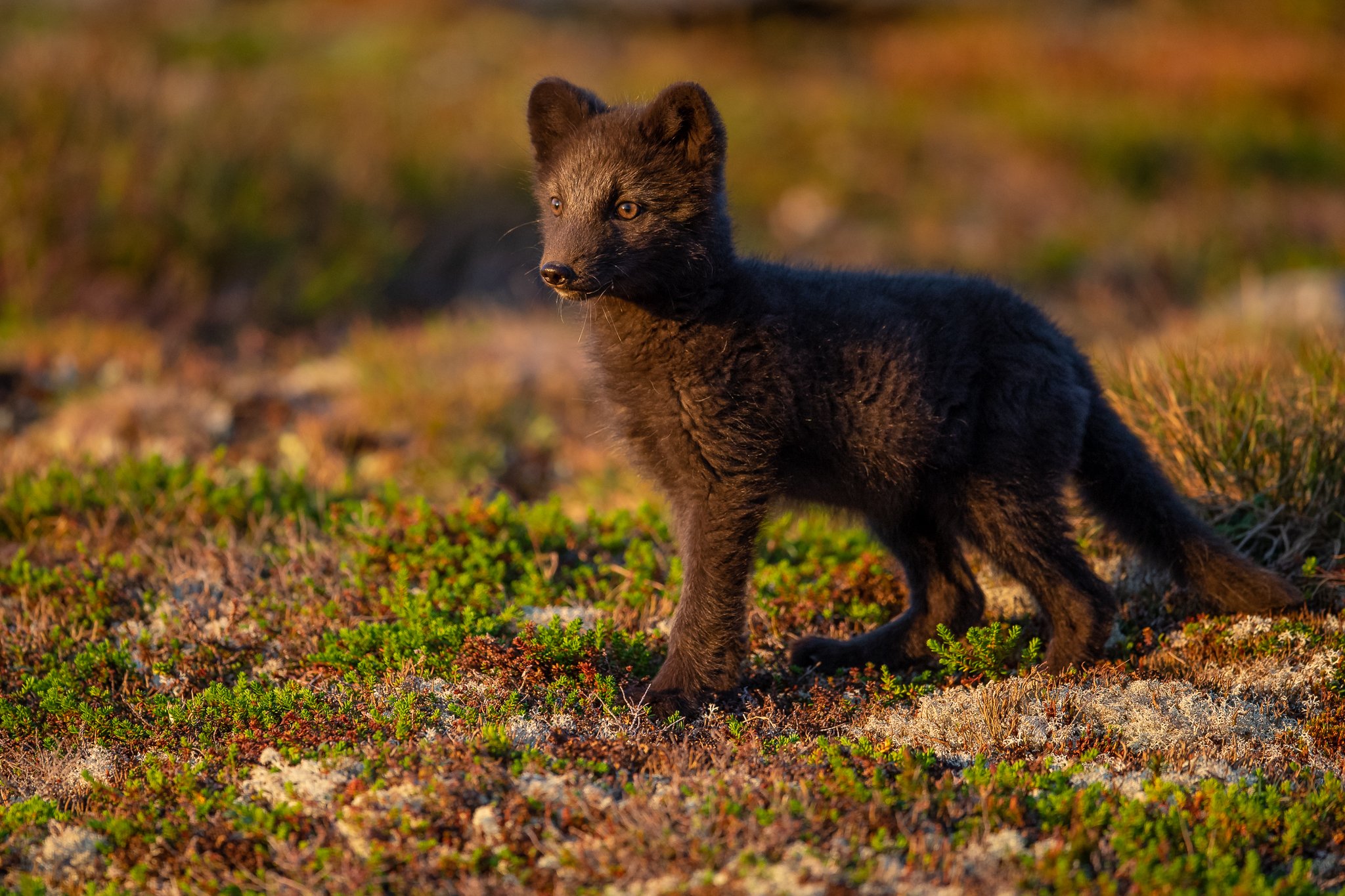 arctic fox, fox, animal, Arnfinn Malmedal