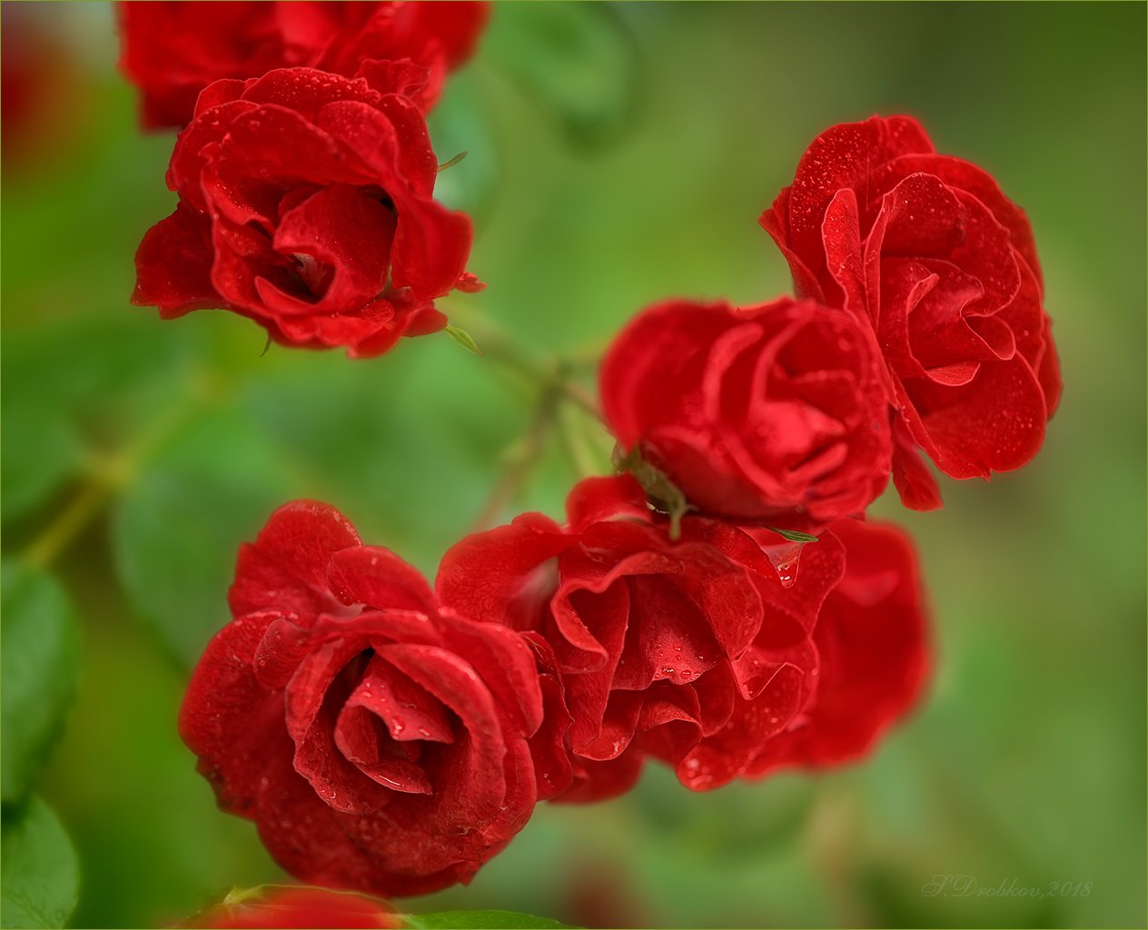 розы, флора, цветы, зелёный, красный, Sergey Drobkov