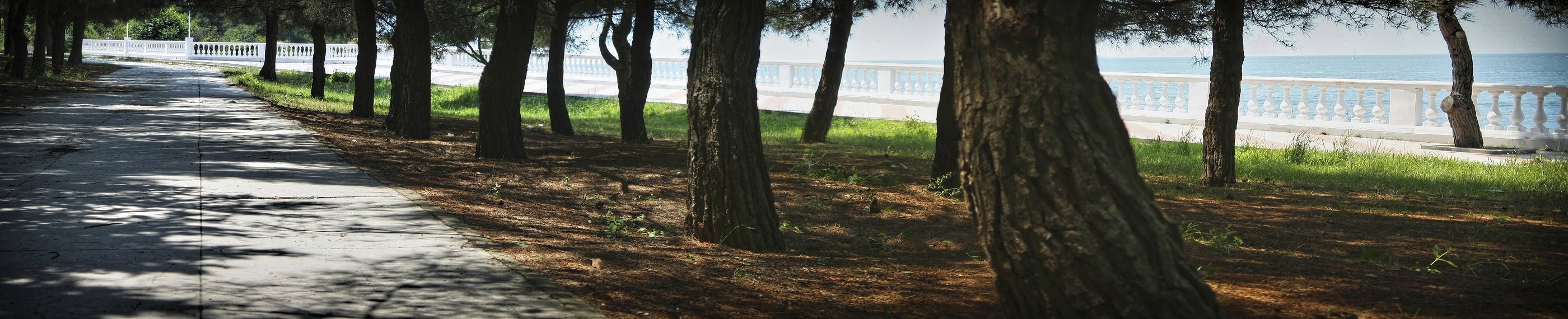 геленджик, набережная, дерево, деревья, лето, парк, Vladimir Kedrov