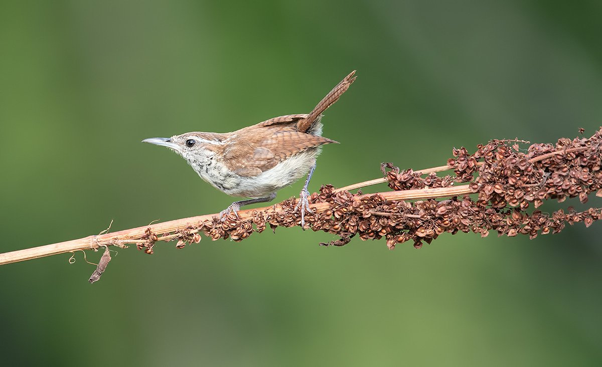 крапивник каролинский,carolina wren,крапивник, wren, Elizabeth Etkind