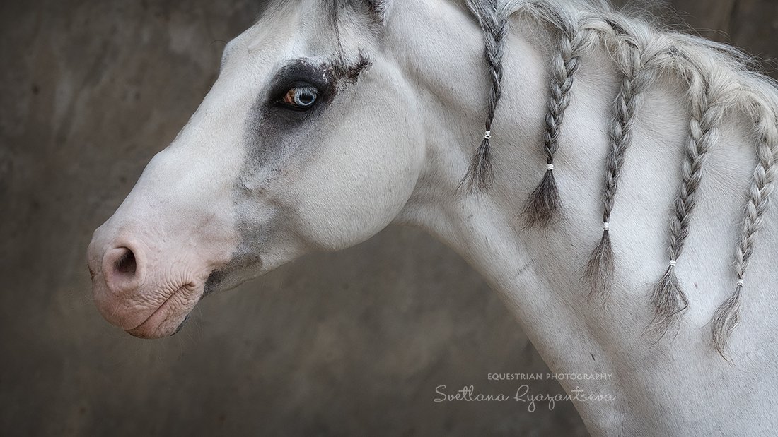 horse, лошадь, лошади, portrait, Svetlana Ryazantseva