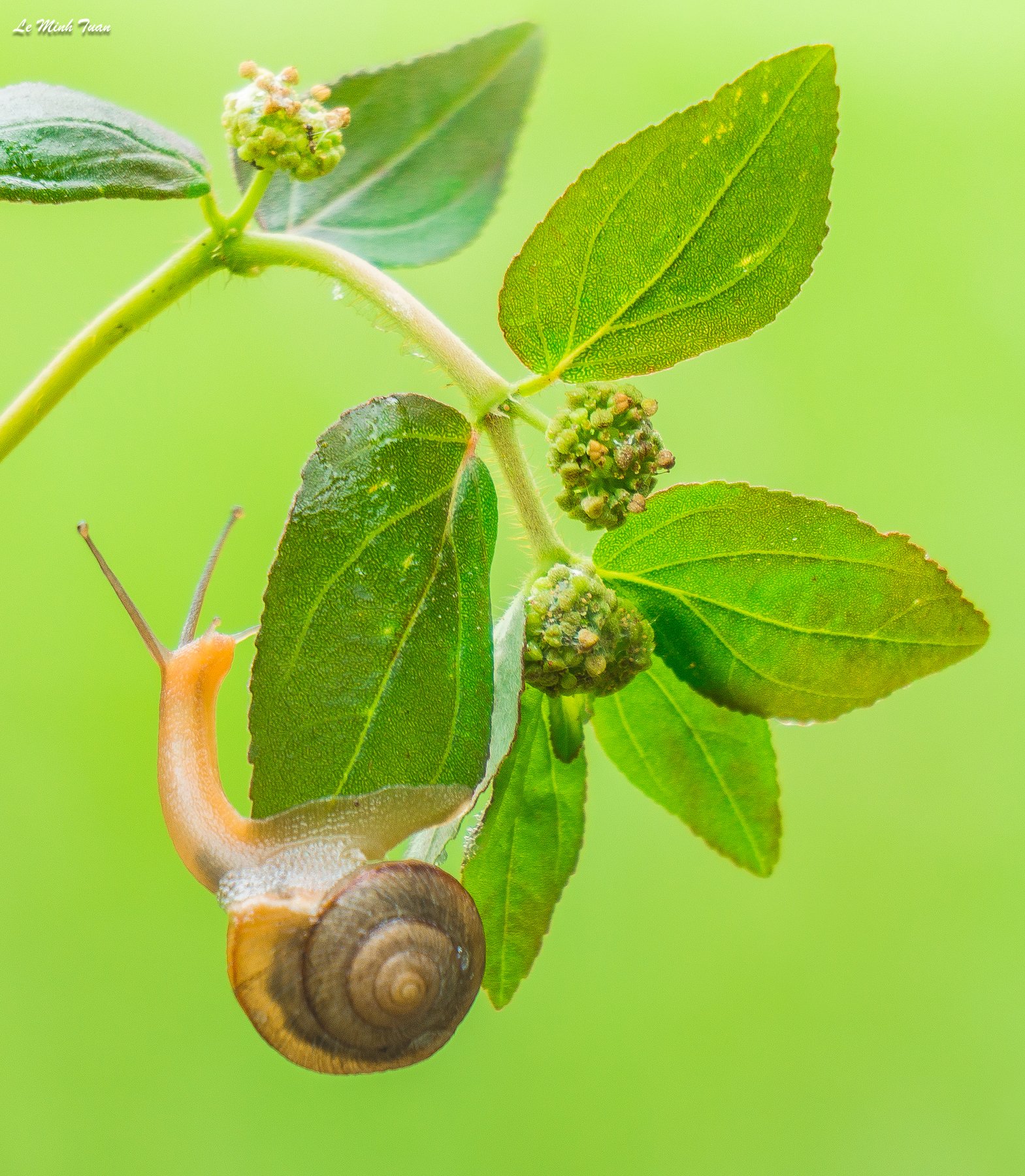 snail, Lê Minh Tuấn