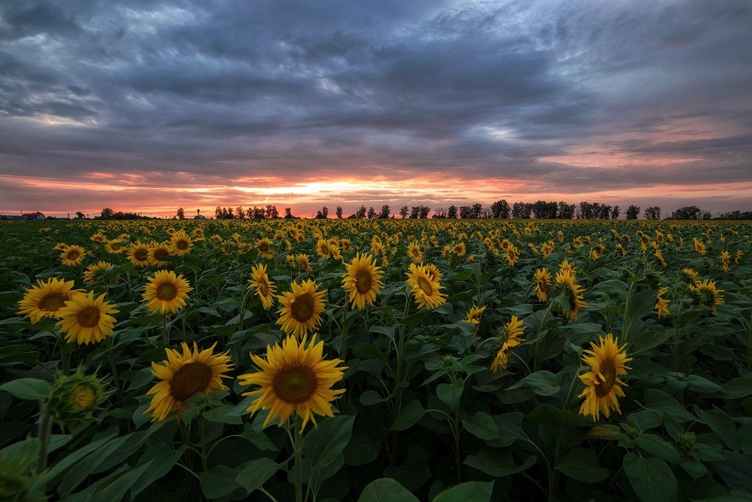 подсолнухи, sunflowers, пейзаж, закат, Артемий Тузов