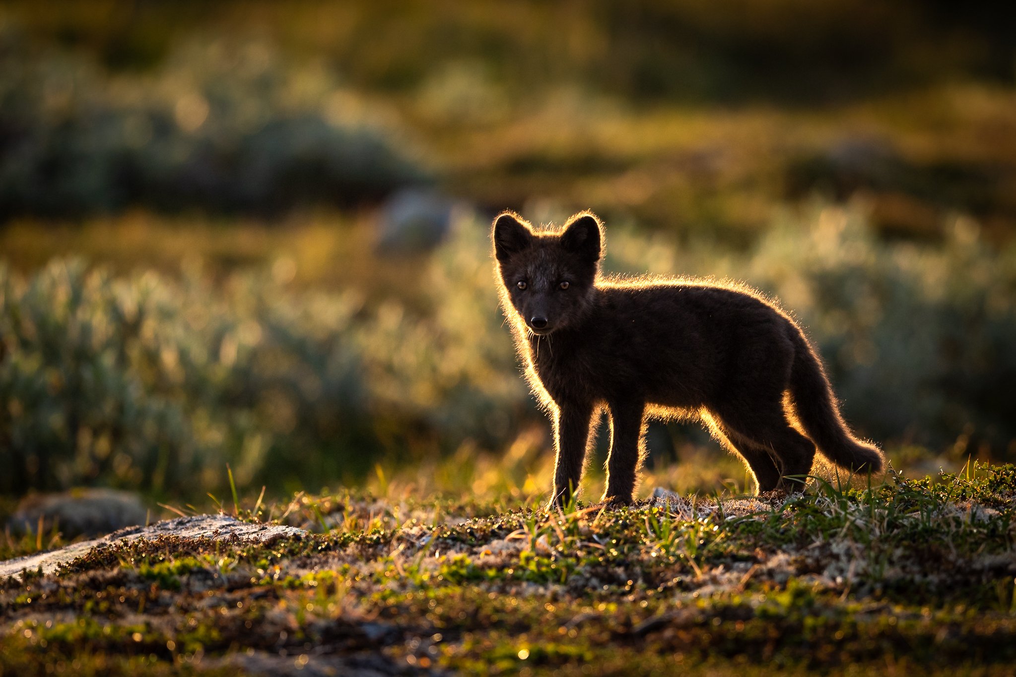 arctic fox, animal, wildlife, Arnfinn Malmedal