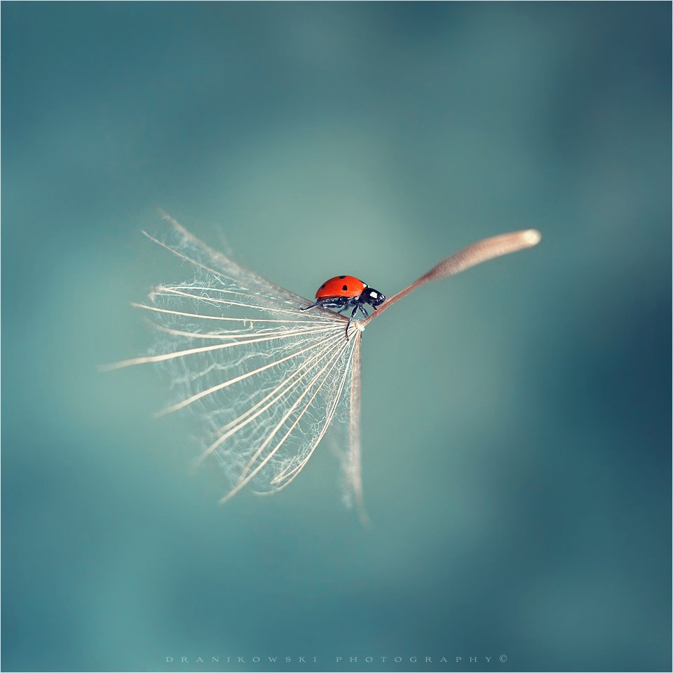flying ladybug ladybird macro helios dranikowski magic dandelion одуванчик, Radoslaw Dranikowski