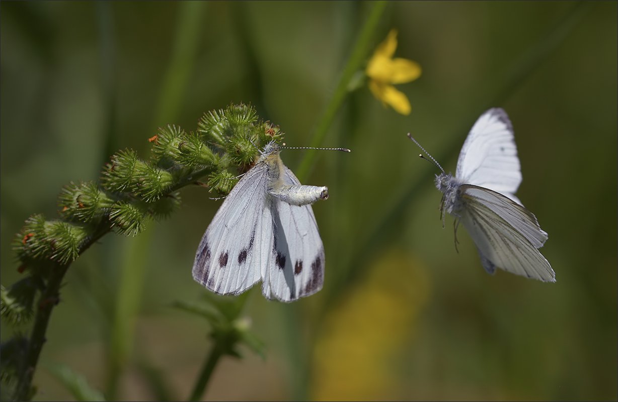 бабочки, Андрей Медведев