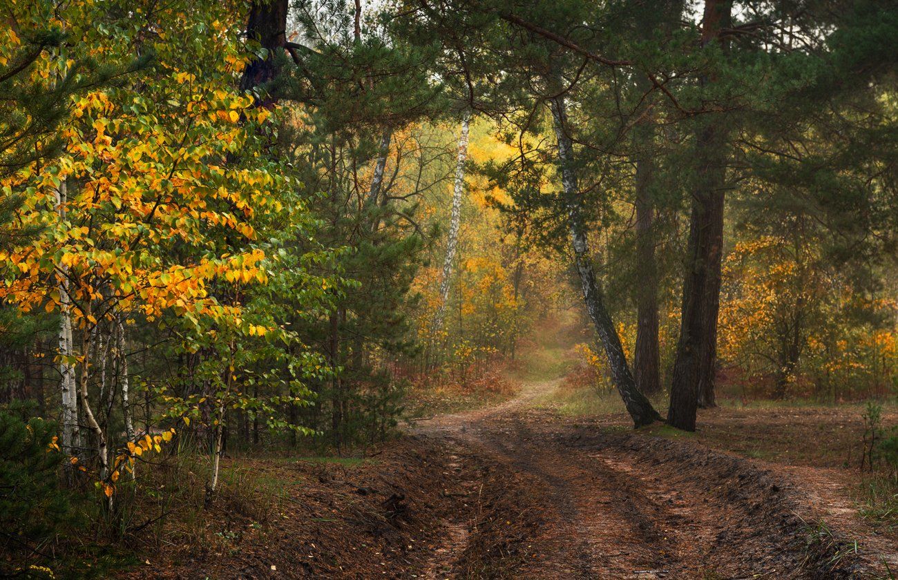 лес, осень, октябрь, сырость, Галанзовская Оксана