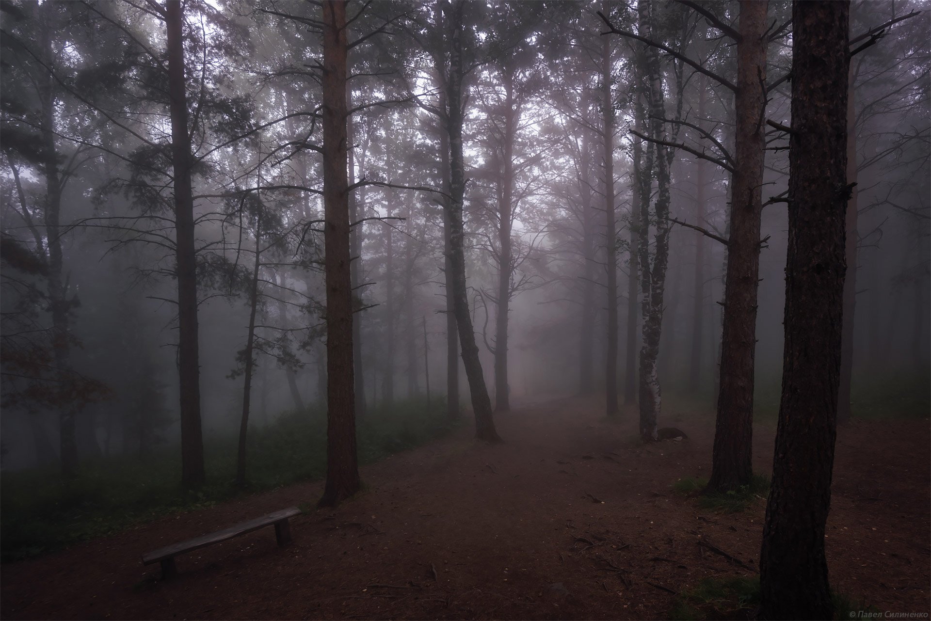 пейзаж, лес, туман, мрак, сумерки, мистика, тропа, Павел Силиненко