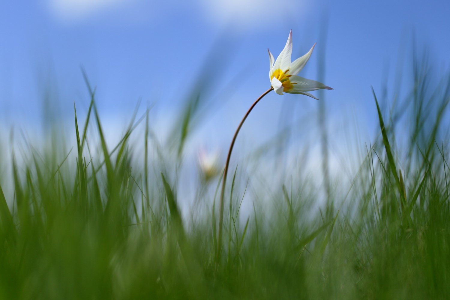 тюльпан, дубравный, tulipa, sylvestris, самарский лес, Sergii Markov