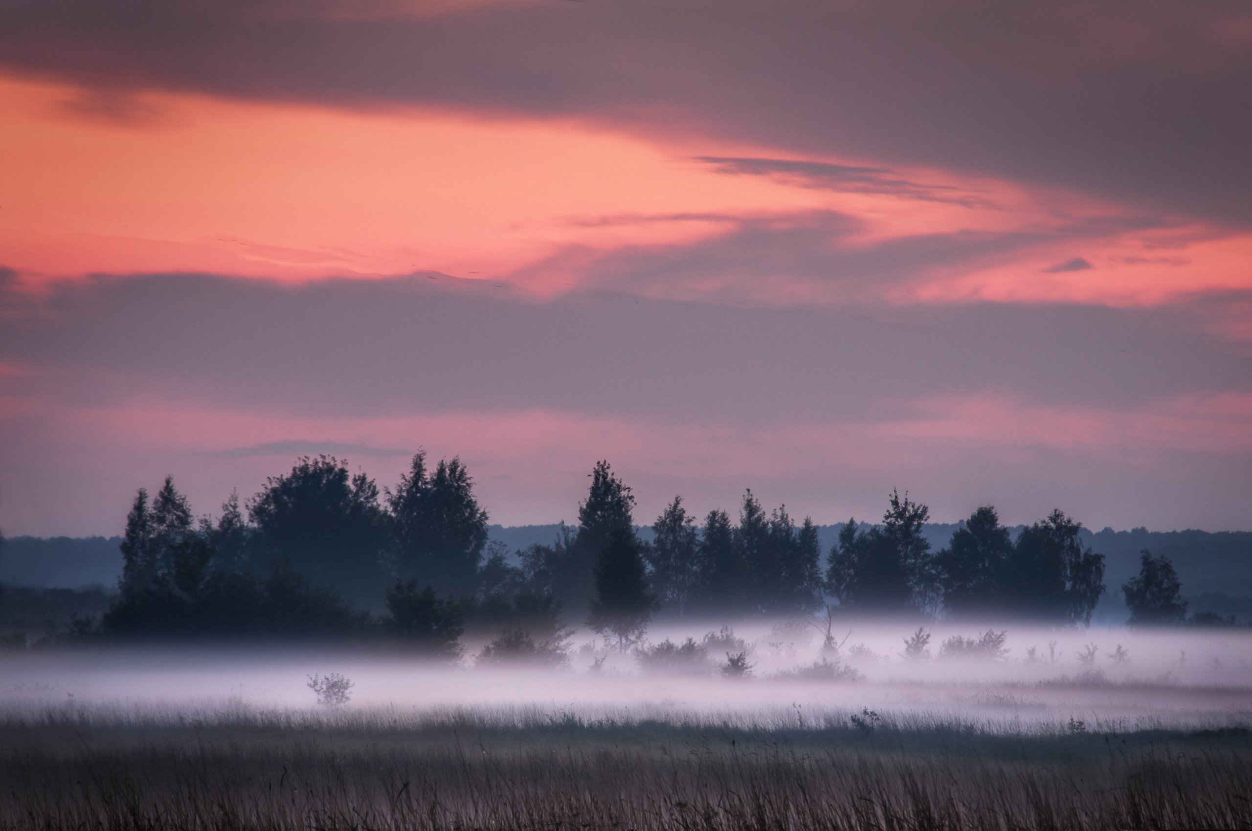 туман, закат, лес, природа, пейзаж, fog, sunset, forest, nature, landscape, Алексей Сергованцев