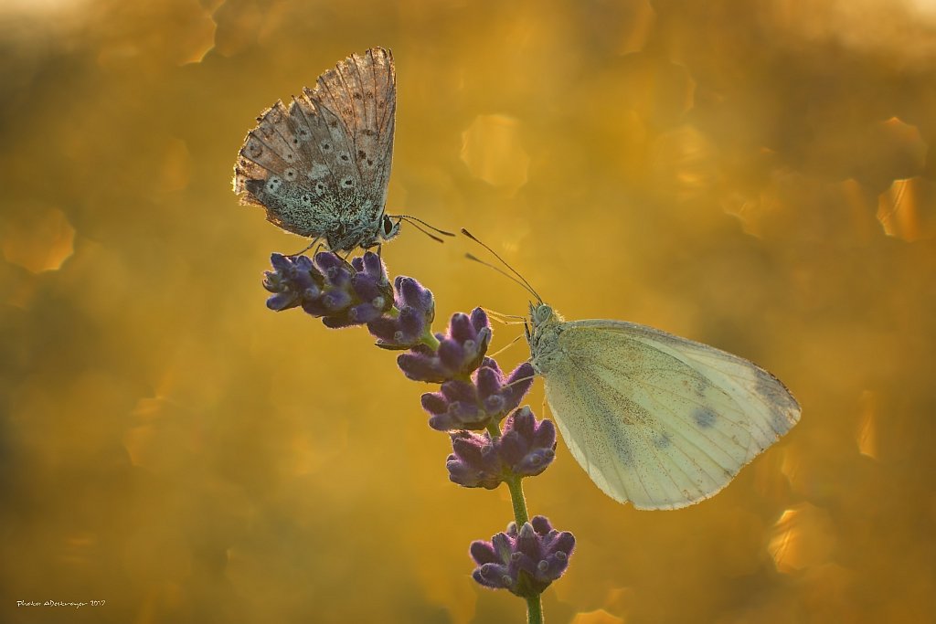 macro nature butterfly, Ryszard Lal