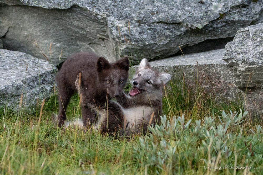 polar fox, arctic fox, fox, animals, wildlife, nature, Sylwia Grabinska